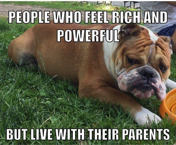 Bulldog meme - people who feel rich and powerful but live with their parents