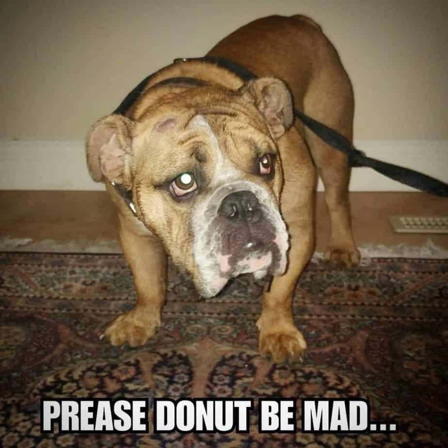 Bulldog Meme - Prease donut be mad...