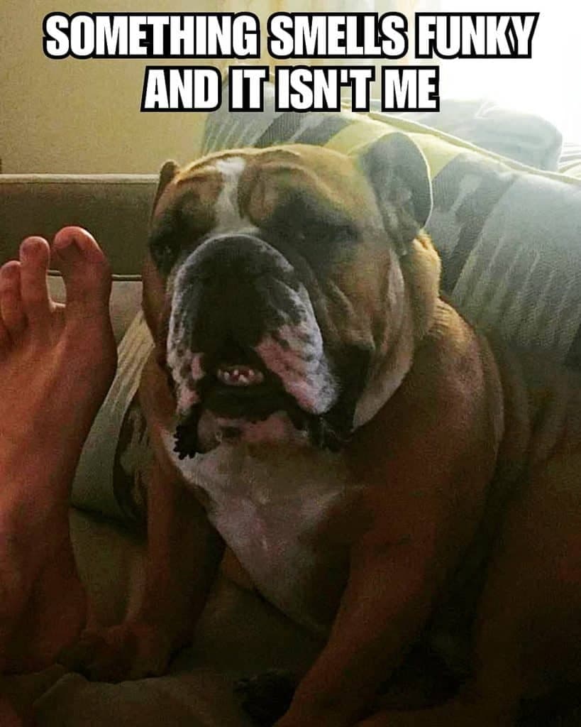 Bulldog memes. Best Collection of funny Bulldog pictures on iFunny