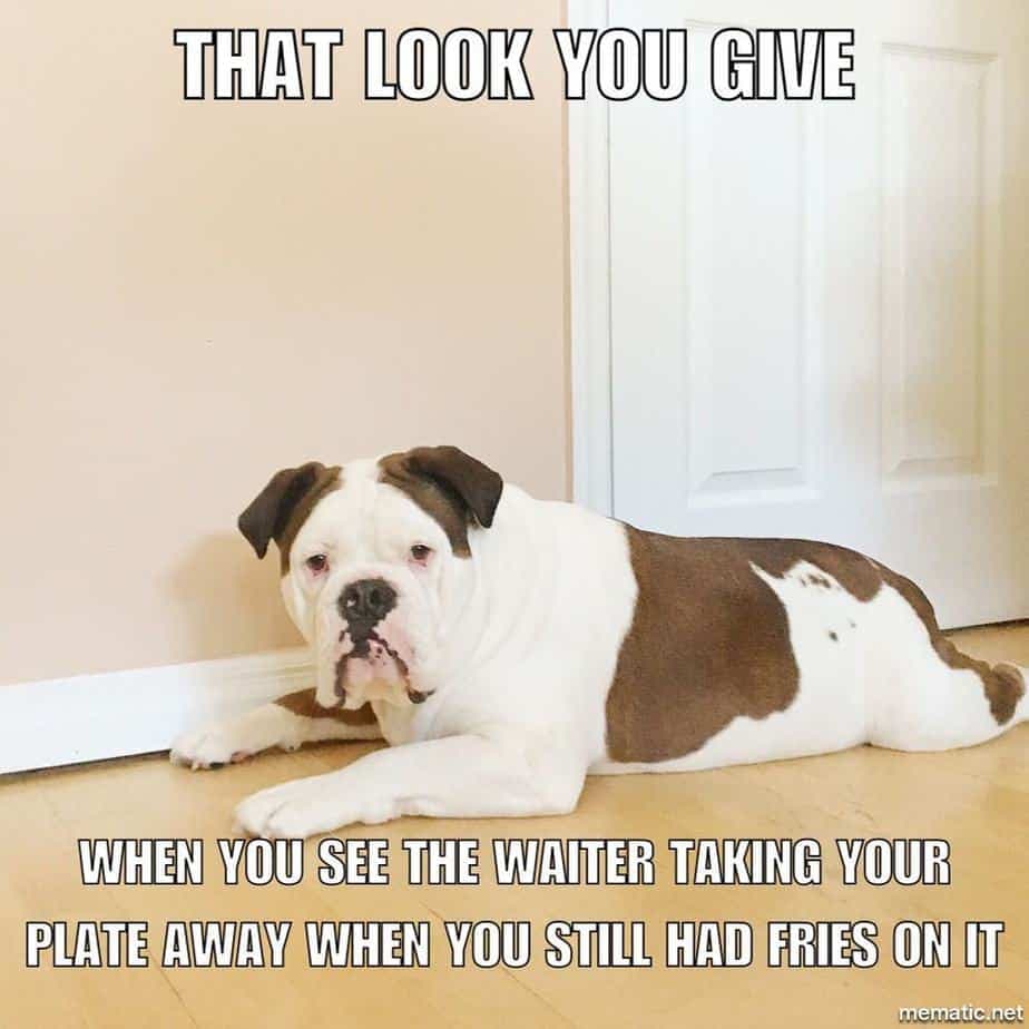 Bulldog Meme - That look you give when you see the water taking your plate away when you still had fries on it