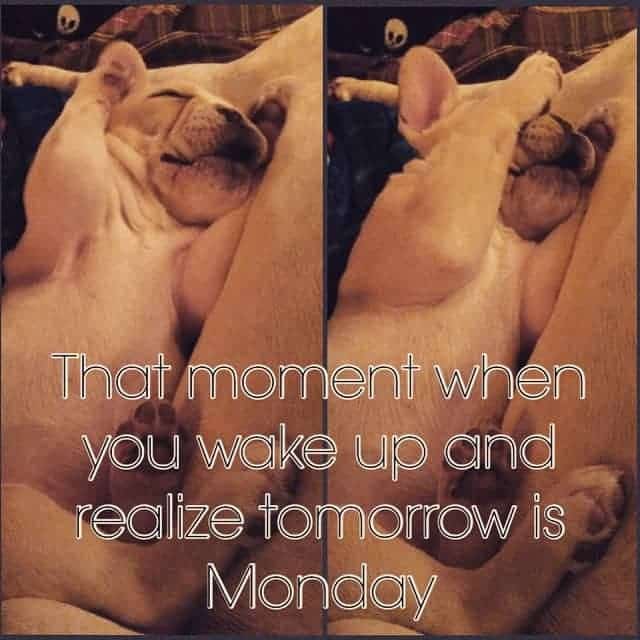 Bulldog meme - that moment when you wake up and realize tomorrow is monday