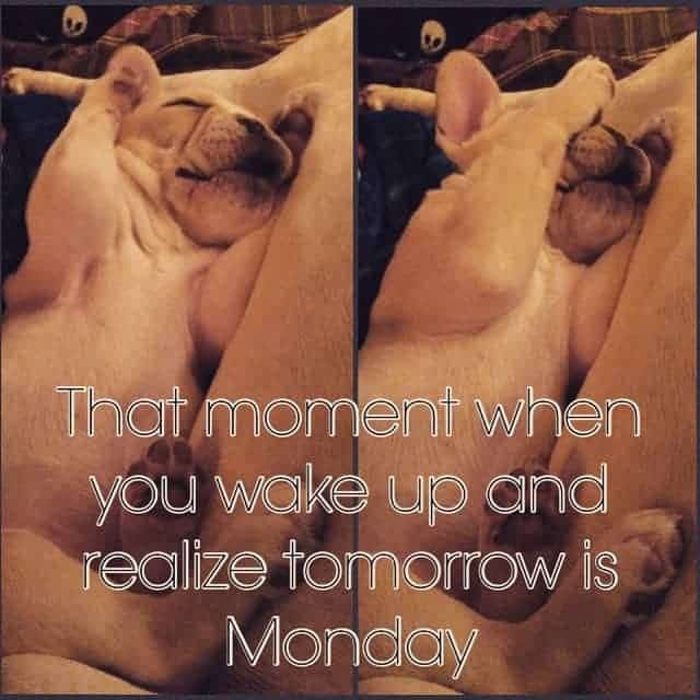 Bulldog Meme - That moment when you wake up and realize tomorrow is Monday