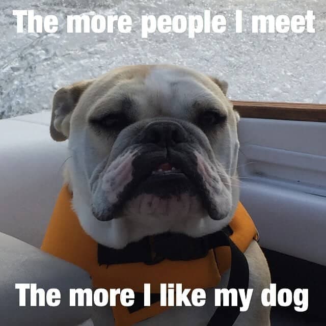 Bulldog meme - the more people i meet, the more i like my dog