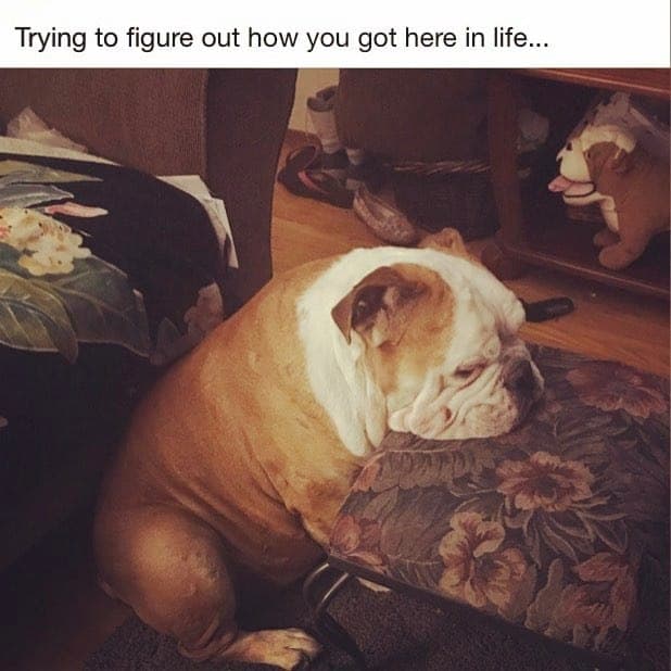 Bulldog Meme - Today has been ruff