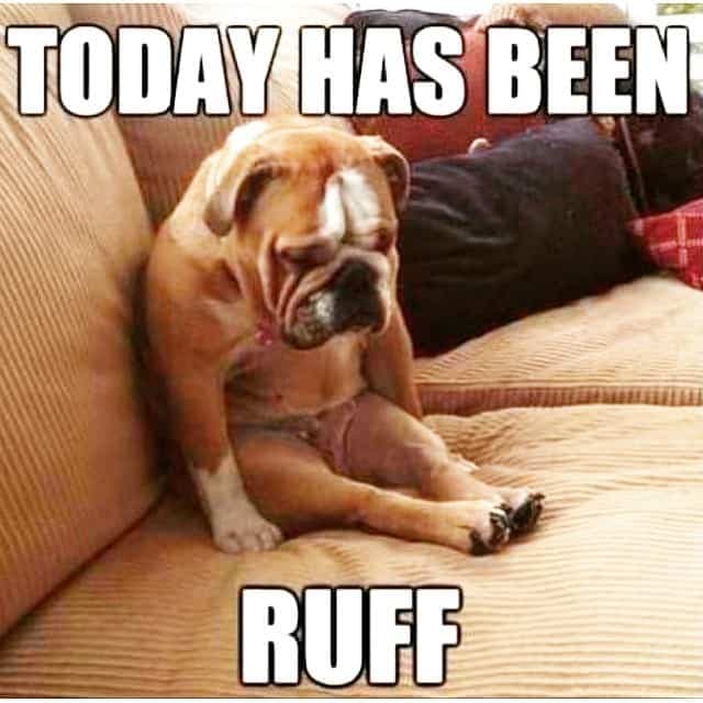 Bulldog meme - today has been ruff.