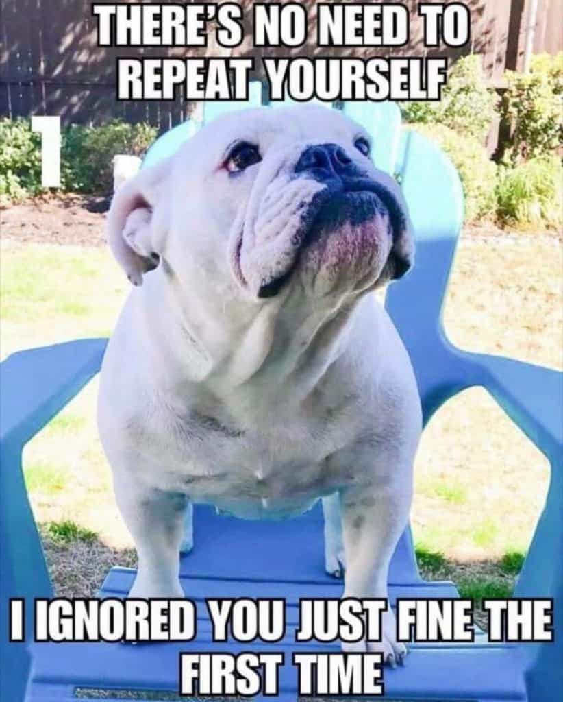 Bulldog Meme - What do you mean I'm not a 'people'. You tell everyone that I'm your baby!!!