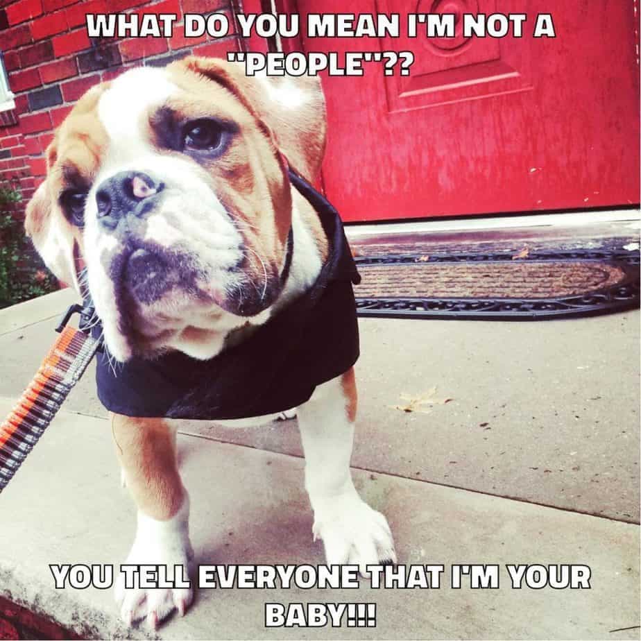 Bulldog meme - what do you mean my next meal isn't until breakfast