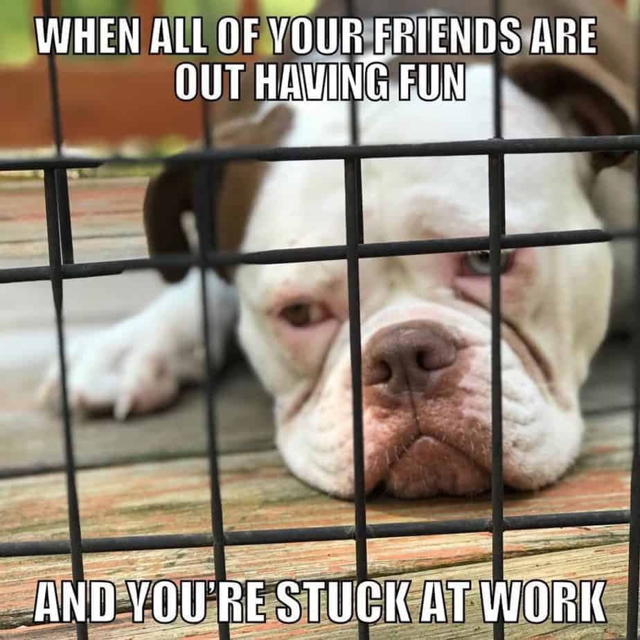 Bulldog meme - when he stops giving you attention