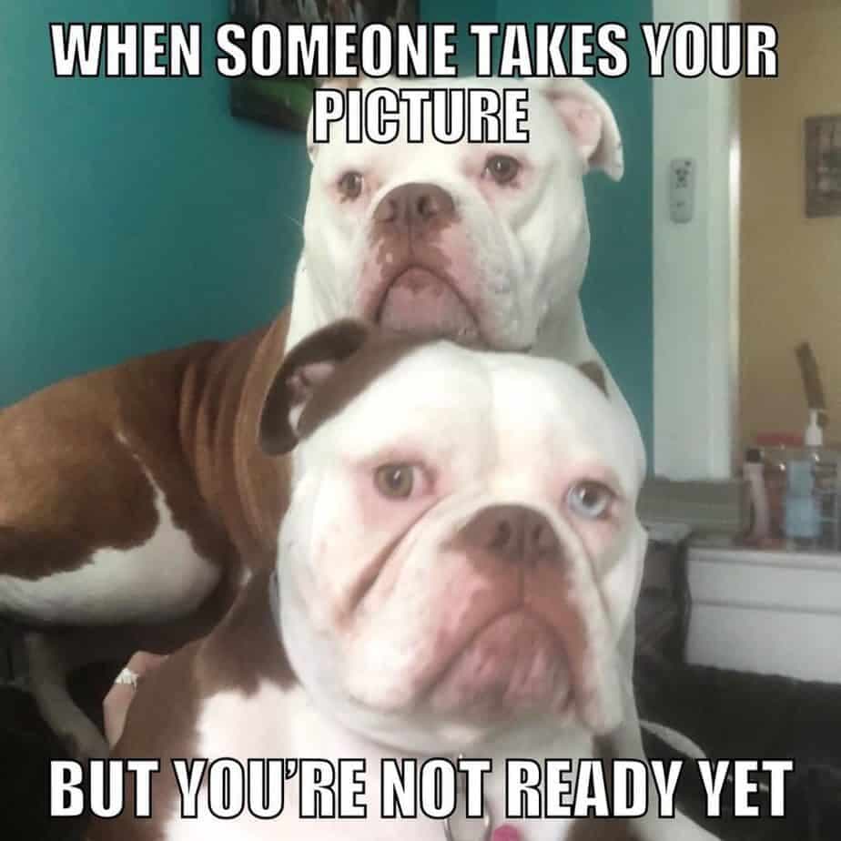 Bulldog meme - when you are cute but not summer ready