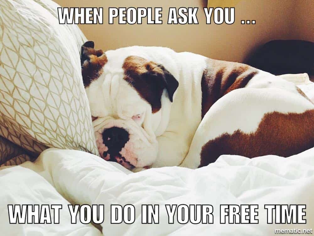 50+ Funniest Bulldog Meme