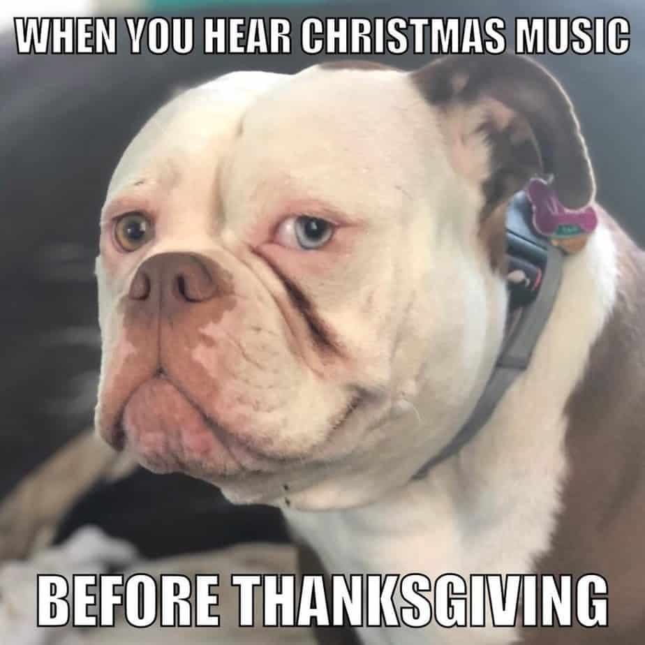 Bulldog meme - when you hear christmas music before thanksgiving