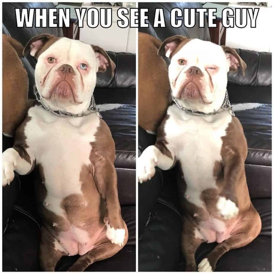 Bulldog Meme - When you see a cute guy