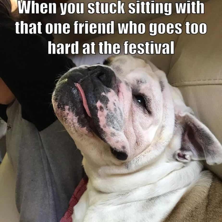 Bulldog meme - when you stuck sitting with that one friend who goes too hard at the festival