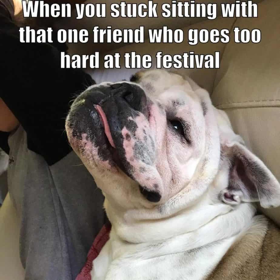 Bulldog Meme - When you stuck sitting with that one friend who goes too hard at the festival