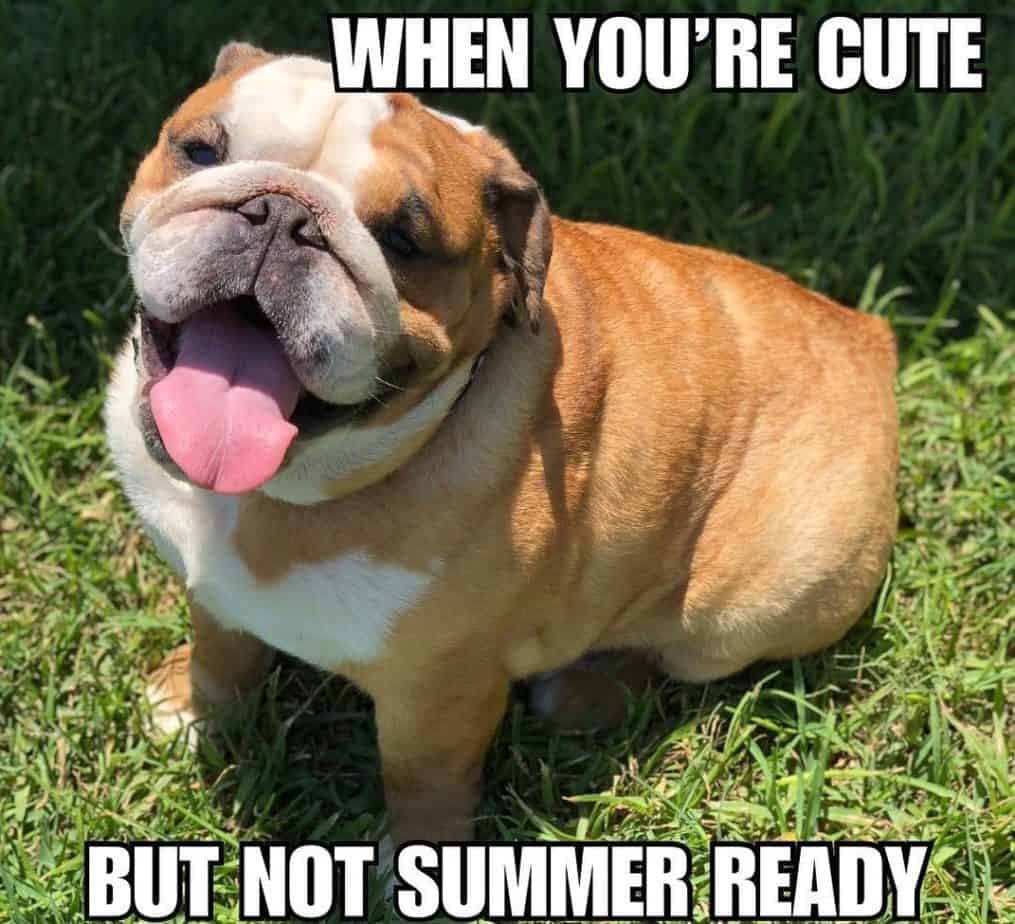 Bulldog meme - when you're cute but not summer ready