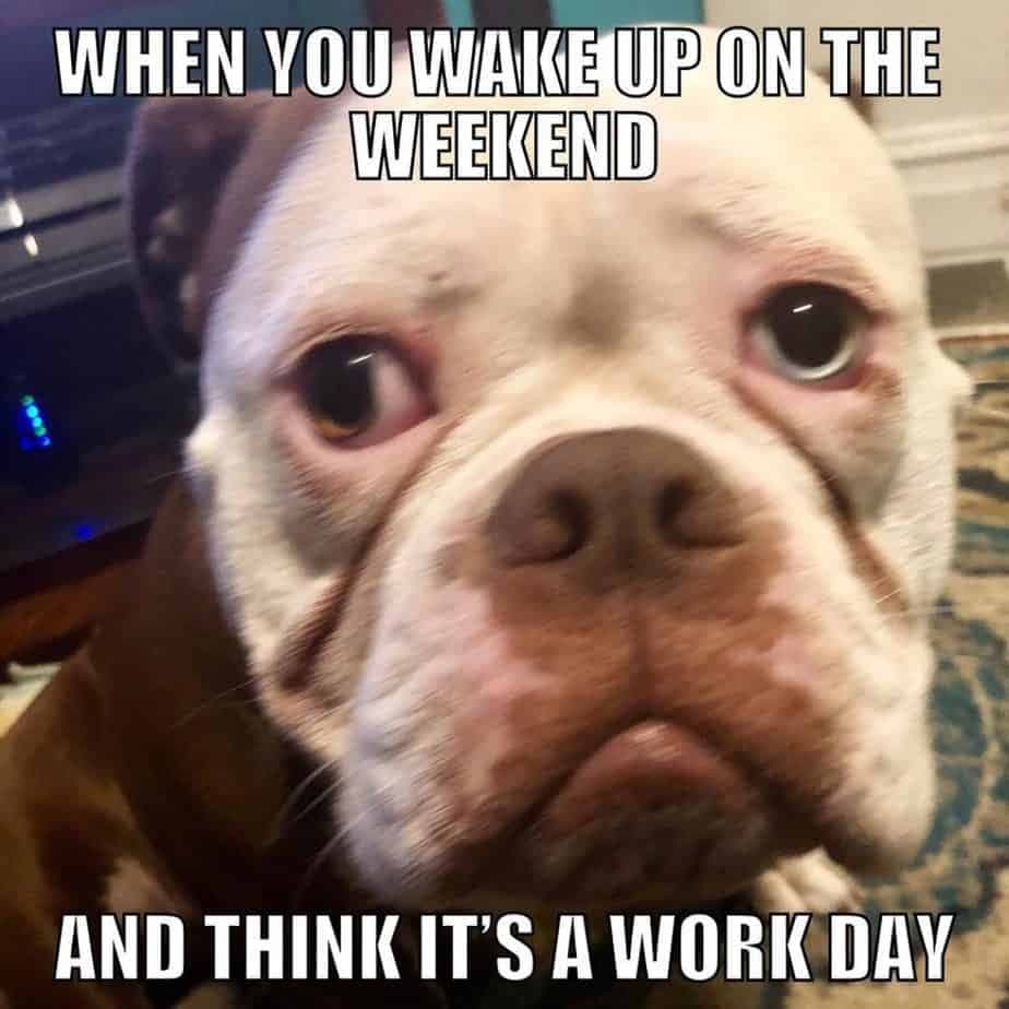 Bulldog Meme - When you wake up on the weekend and think it's a work day