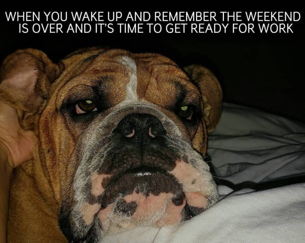 Bulldog meme - when you wake up and remember the weekend is over and it's time to get ready for work
