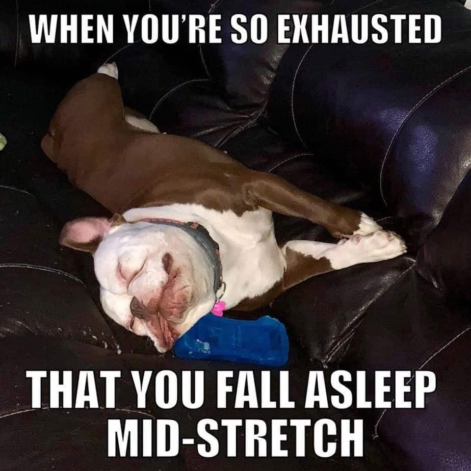 Bulldog meme - when you're so exhausted that you fall asleep mid-stretch