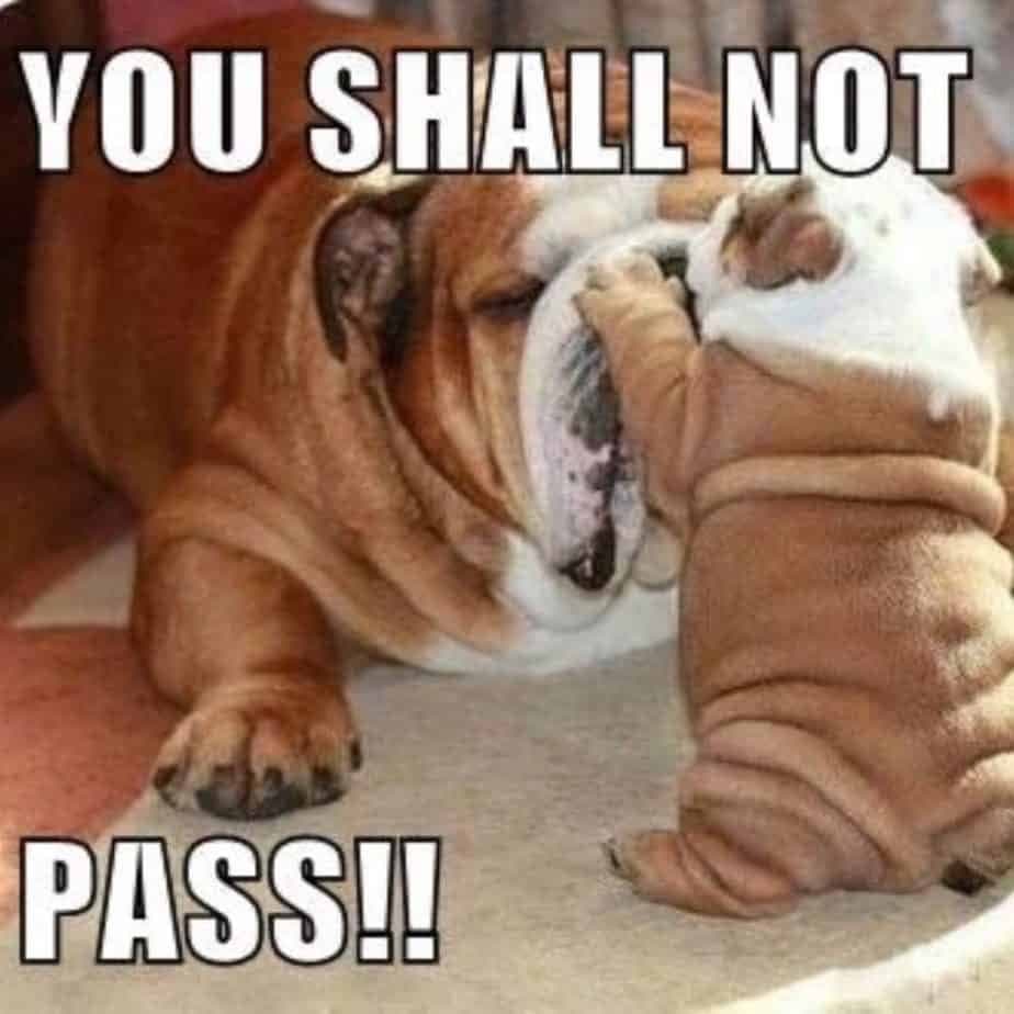 Bulldog meme - you shall not pass!!
