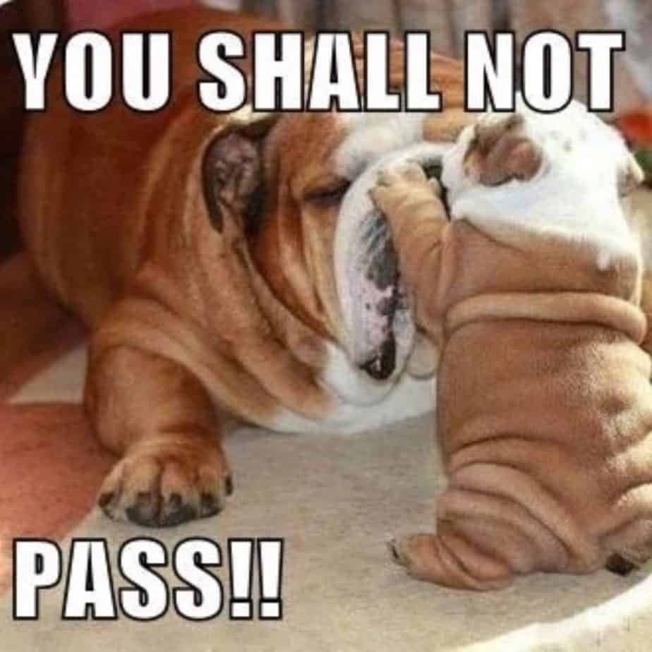 Bulldog Meme - You shall not pass!!