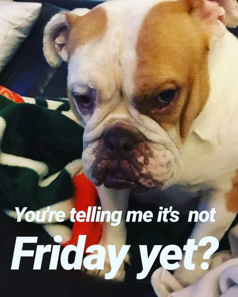 Bulldog Meme - You're telling me it's not Friday yet