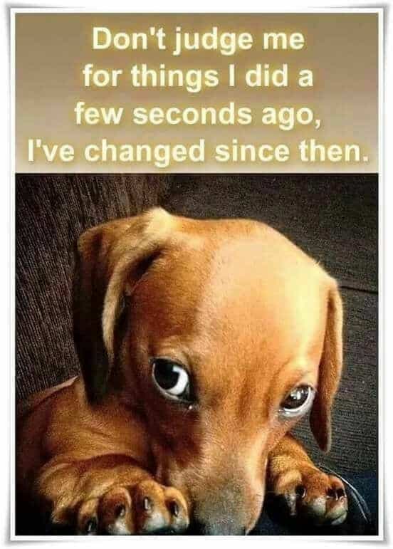 Weiner Dog Meme - Don't judge me for things I did a few seconds ago, Ive changed since then.