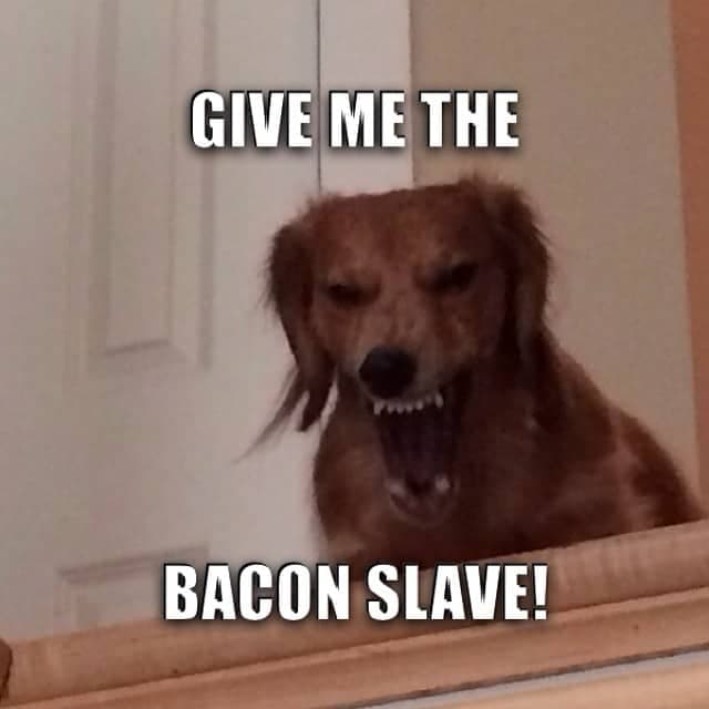Weiner dog meme - give me the bacon slave!