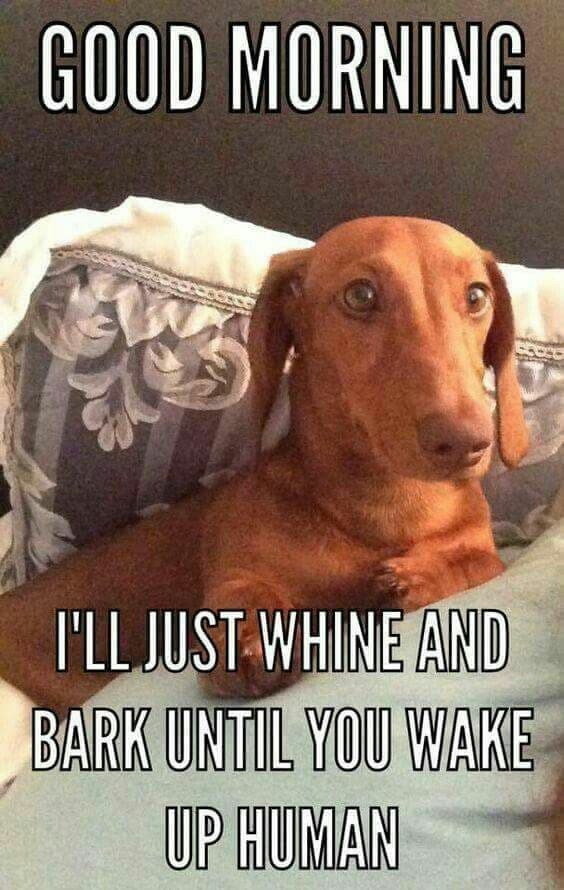 Weiner dog meme - good morning i'll just whine and bark until you wake up human