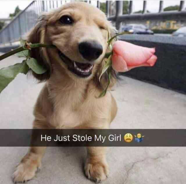 Weiner dog meme - he just stole my girl