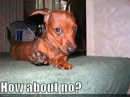 Weiner dog meme - how about no