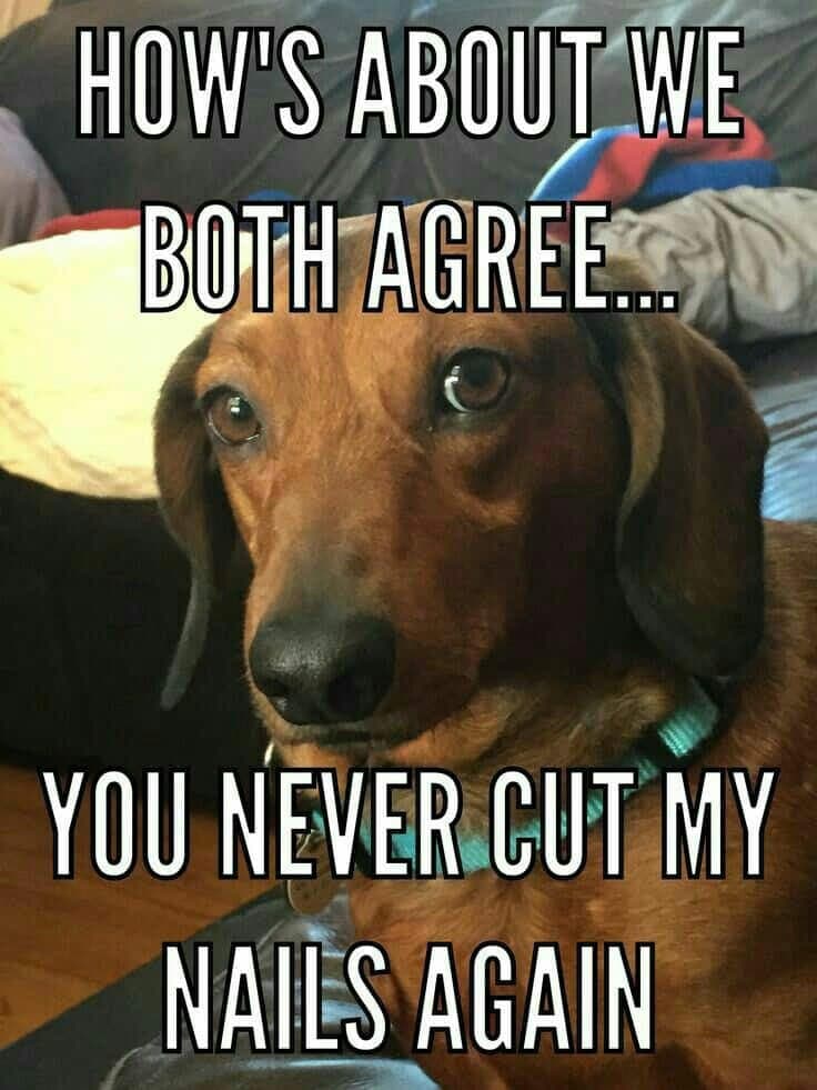 Weiner Dog Meme - How's about we both agree... You never cut my nails again