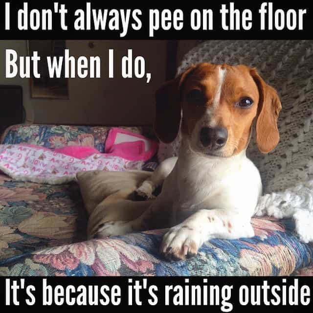 Weiner Dog Meme - I don't always pee on the floor But when I do It's because it's raining outside