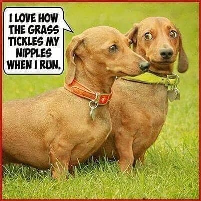 Weiner Dog Meme - I thought there would be bacon in here