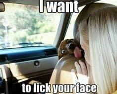 Weiner dog meme - i want to lick your face