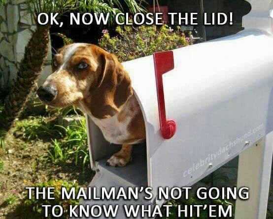 Weiner dog meme - ok now close the lid! The mailman's not going to know what hit'em