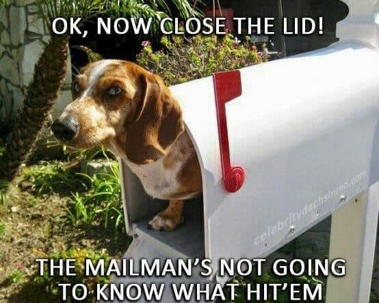 Weiner Dog Meme - Ok now close the lid! The mailman's not going to know what hit'em