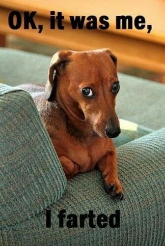 Weiner dog meme - ok, iit was me, i farted