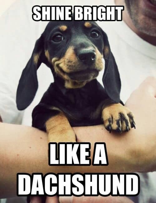 Weiner Dog Meme - Shine bright like a dachshund