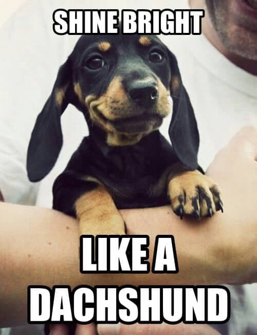 Weiner dog meme - shine bright like a dachshund