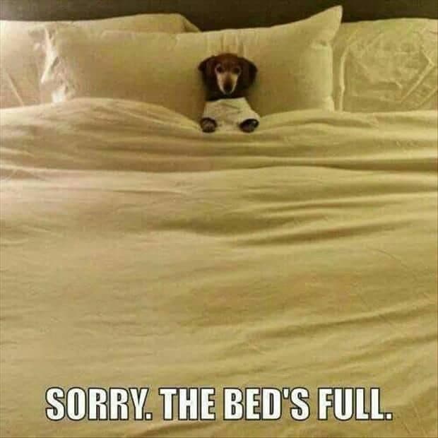 Weiner dog meme - sorry. The bed's full.