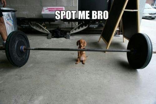 Weiner Dog Meme - Spot me bro