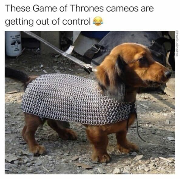 Weiner Dog Meme - These Game of Thrones cameos are getting out of control