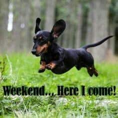 Weiner Dog Meme - Weekend... Here I come!