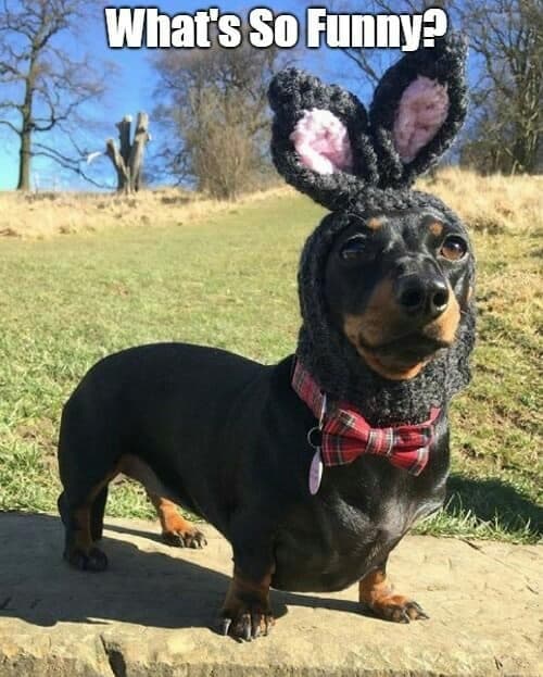 Wiener dog pictures funny cheap