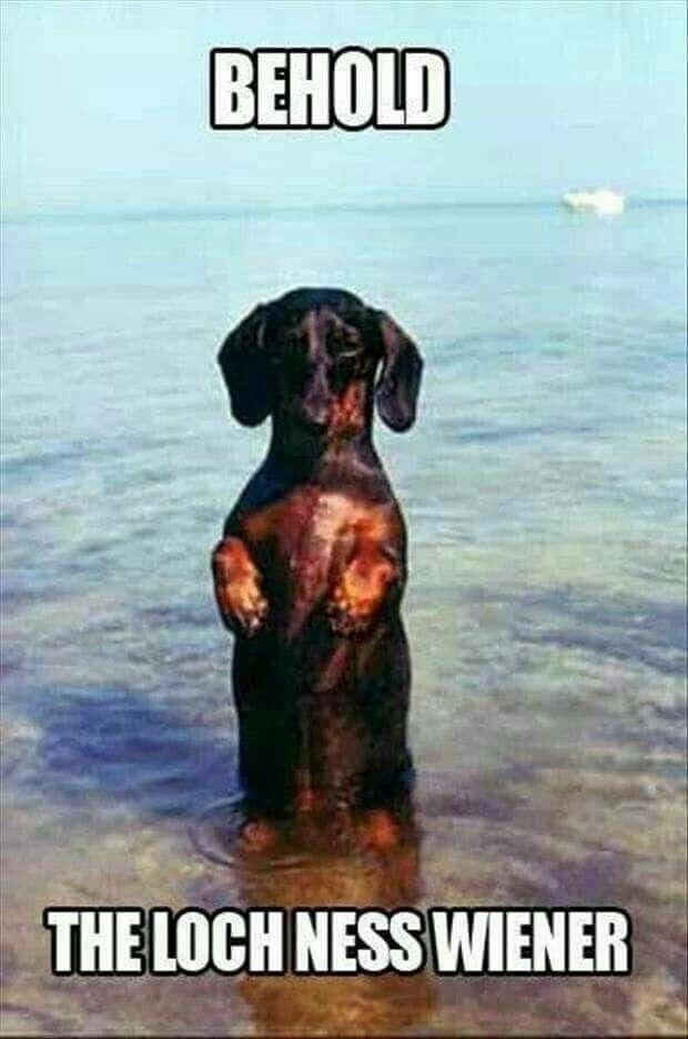 Weiner dog meme - behold the loch ness weiner