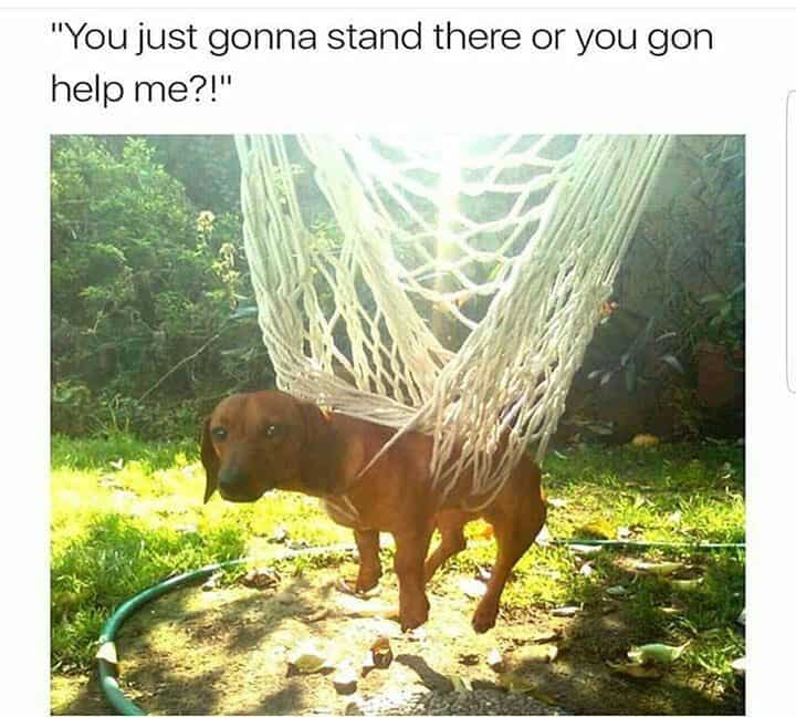 Weiner dog meme - you just gonna stand there or you gon help me