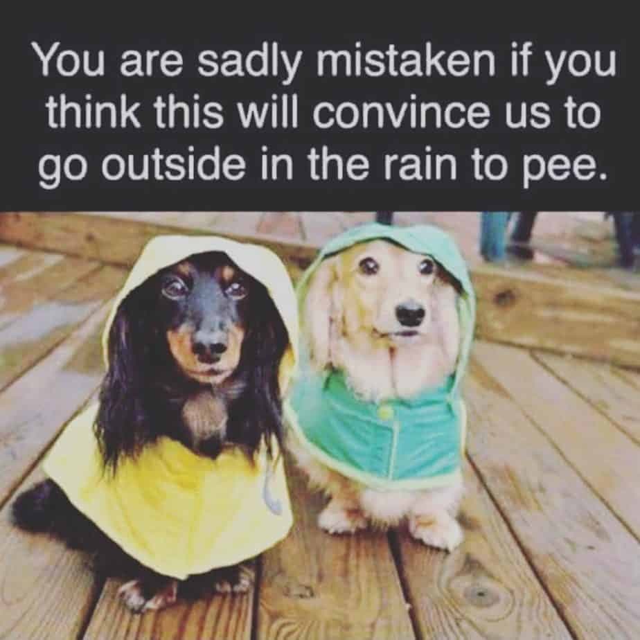 Weiner Dog Meme - You are sadly mistaken if you think this will convince us to go outside in the rain to pee.