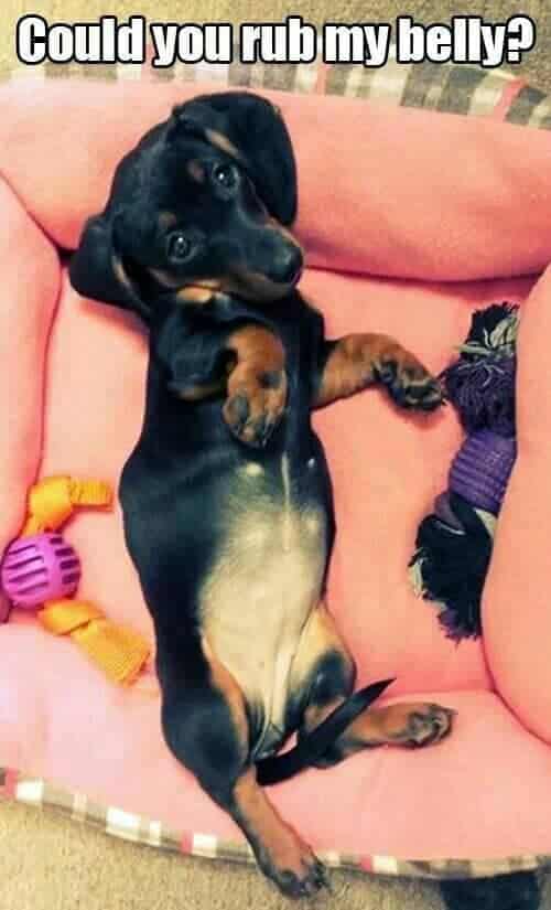 Weiner dog meme - could you rub my belly