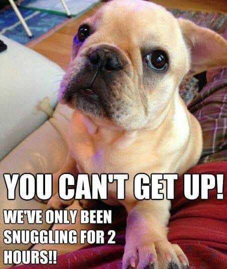 French bulldog meme - you can't get up! We've only been snuggling for 2 hours!!