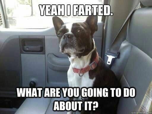 French bulldog meme - yeah i farted. What are you going to do about it